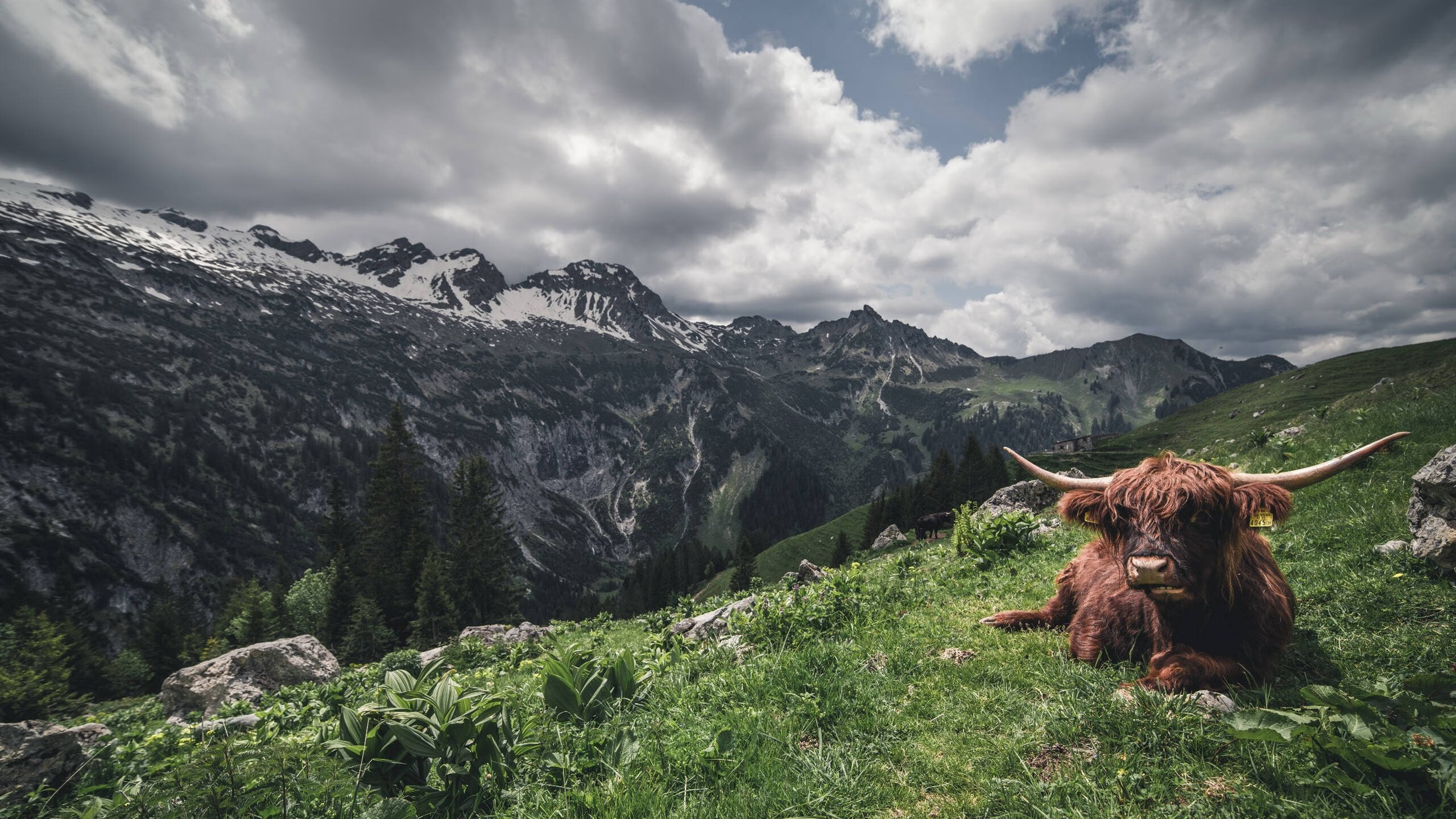 绿茵场上的存在哲学，从巴尔韦德到苏格兰逆转的启示